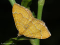 Ockergelber Blattspanner (Camptogramma bilineata) - DE (MV)