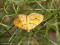 Ockergelber Blattspanner (Camptogramma bilineata) - DE (MV)