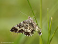 Fleckleib-Labkrautspanner (Epirrhoe tristata) - DE (NI)