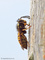 Deutsche Wespe (Vespula germanica), Königin - DE (NI)