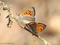 Kleiner Feuerfalter (Lycaena phlaeas), Kopula - DE (NI)