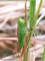 Kurzflüglige Schwertschrecke (Conocephalus dorsalis), Weibchen - DE (HH)