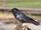 Aaskrähe - Rabenkrähe (Corvus corone) - DE (HH)