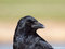 Aaskrähe - Rabenkrähe (Corvus corone) - DE (HH)