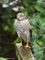 Sperber (Accipiter nisus) - DE (HH)