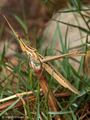 Gewöhnliche Nasenschrecke (Acrida ungarica) - FR (Korsika, Balagne)