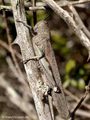 Ägyptische Wanderheuschrecke (Anacridium aegyptium) - FR (Korsika, Balagne)