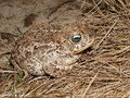 Kreuzkröte (Bufo calamita) - DE (HH)