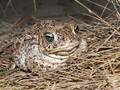 Kreuzkröte (Bufo calamita) - DE (HH)