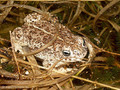 Kreuzkröte (Bufo calamita) - DE (HH)