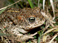 Kreuzkröte (Bufo calamita) - DE (SH)