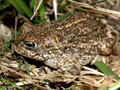 Kreuzkröte (Bufo calamita) - DE (SH)