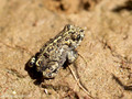 Kreuzkröte (Bufo calamita), Jungtier - DE (SH)