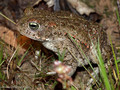Kreuzkröte (Bufo calamita) - DE (SH)