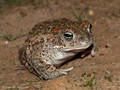 Kreuzkröte (Bufo calamita) - DE (SH)