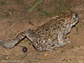Kreuzkröte (Bufo calamita) - DE (SH)