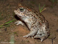 Kreuzkröte (Bufo calamita) - DE (SH)