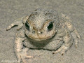 Kreuzkröte (Bufo calamita) - DE (SH)
