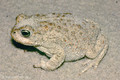 Kreuzkröte (Bufo calamita) - DE (SH)