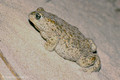 Kreuzkröte (Bufo calamita) - DE (SH)