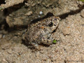 Kreuzkröte (Bufo calamita), Jungtier - DE (SH)