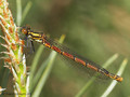 Frühe Adonislibelle (Pyrrhosoma nymphula), Weibchen - DE (MV)