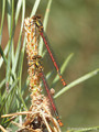 Frühe Adonislibelle (Pyrrhosoma nymphula), unausgefärbte Männchen - DE (MV)