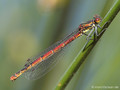 Frühe Adonislibelle (Pyrrhosoma nymphula), Weibchen - DE (MV)