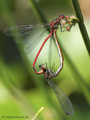 Frühe Adonislibelle (Pyrrhosoma nymphula), Paarungsrad - DE (SH)
