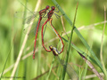 Frühe Adonislibelle (Pyrrhosoma nymphula), Paarungsrad mit weiterem Männchen - DE (SH)