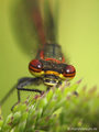 Frühe Adonislibelle (Pyrrhosoma nymphula), Männchen, Kopfportrait - DE (NI)