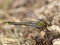 Westliche Keiljungfer (Gomphus pulchellus), Weibchen - DE (SH) 