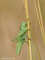 Grünes Heupferd (Tettigonia viridissima), Weibchen - DE (NI)