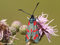 Sechsfleck-Widderchen (Zygaena filipendulae) - DE (NI)