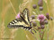Schwalbenschwanz (Papilio machaon) - DE (NI)