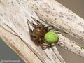 Kürbisspinne (Araniella cucurbitina) - DE (NI)