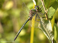 Glänzende Smaragdlibelle (Somatochlora metallica), Männchen - DE (HH)