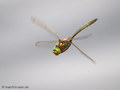 Glänzende Smaragdlibelle (Somatochlora metallica), Männchen - DE (NI)