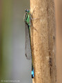 Große Pechlibelle (Ischnura elegans), Männchen - DE (SH)