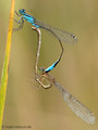 Große Pechlibelle (Ischnura elegans), Paarungsrad - DE (SH)