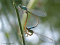 Große Pechlibelle (Ischnura elegans), Paarungsrad - DE (HH)