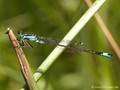 Große Pechlibelle (Ischnura elegans), Männchen - DE (HH)