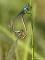 Große Pechlibelle (Ischnura elegans), Paarungsrad - DE (HH)