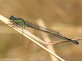 Große Pechlibelle (Ischnura elegans), Weibchen - DE (MV)