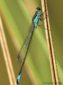 Große Pechlibelle (Ischnura elegans), Männchen - DE (SH)