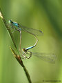 Große Pechlibelle (Ischnura elegans), Paarungsrad - DE (HH)