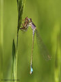 Große Pechlibelle (Ischnura elegans), Weibchen mit erbeuteter Schwebfliege (Syrphidae) - DE (NI)
