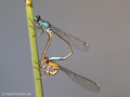 Große Pechlibelle (Ischnura elegans), Paarungsrad - DE (SH)