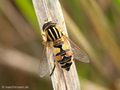 Große Sumpfschwebfliege (Helophilus trivittatus), Weibchen - DE (MV)