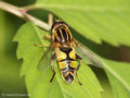 Große Sumpfschwebfliege (Helophilus trivittatus), Männchen - DE (NI)